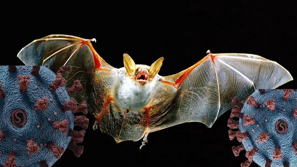 Nipah virusu 2026 simptomlar və yayılma riski