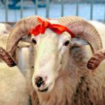 Bu gün Azərbaycanda Qurban bayramı qeyd olunur