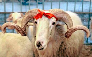 Qurbanliq-qoyun