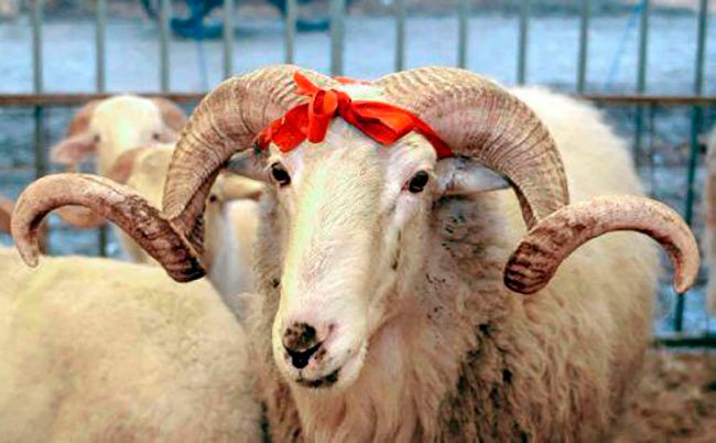 Qurbanliq-qoyun